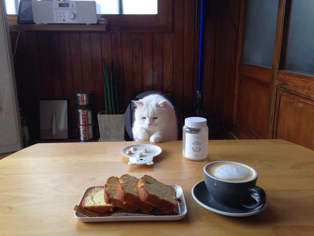 不停等吃饭的猫咪,吃东西也能偷心太过份啦