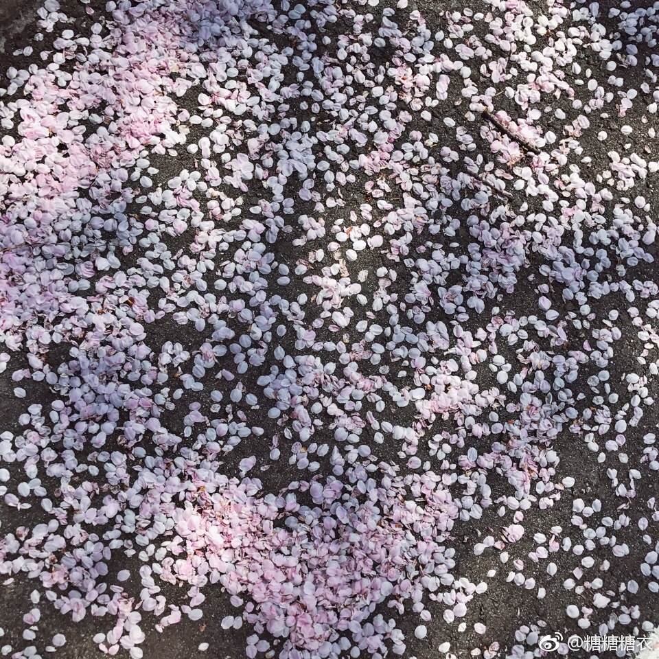 山寺的樱花开得也是特别美,风吹过花瓣落下的时候真是美到窒息