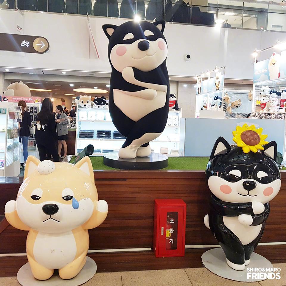 韩国网红柴犬SHIRO&MARO周边店又在首尔开快闪店了|柴犬|韩国|周边_新浪新闻