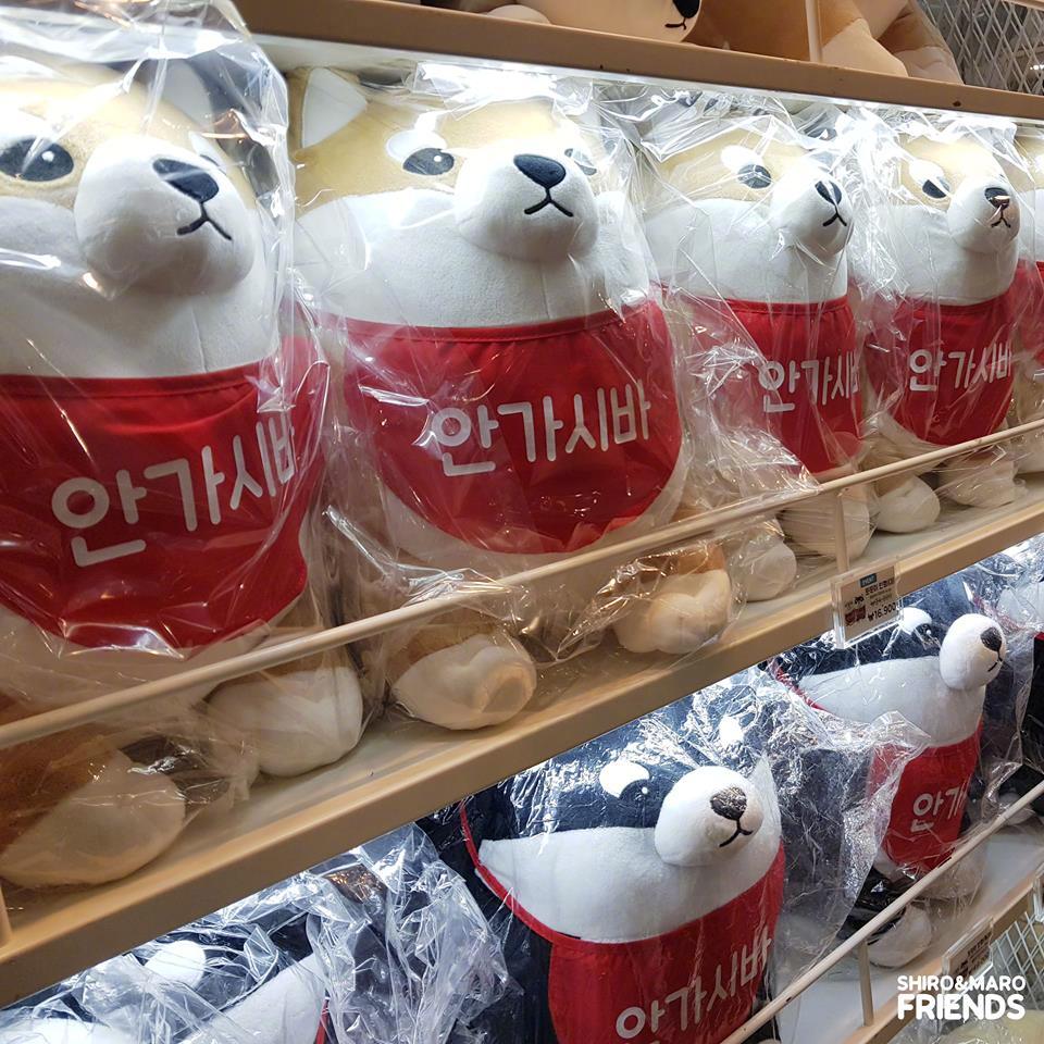 韩国网红柴犬SHIRO&MARO周边店又在首尔开快闪店了|柴犬|韩国|周边_新浪新闻