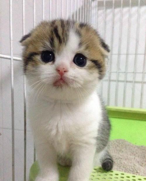 折耳猫是最可爱,也是最可怜的喵星人!