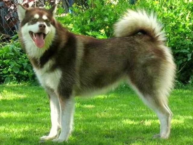 世界上最难训练的十大狗品种达尔马提犬排在第一