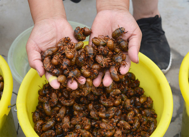 夏季才有的这道油炸金蝉美食你吃过吗