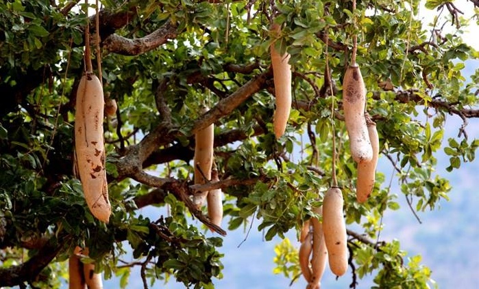 在我国的广东省和海南省,也有一种能结出像腊肠一样果实的树.