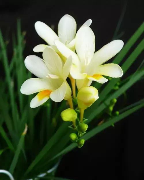 杜鹃|花语|名花_新浪新闻