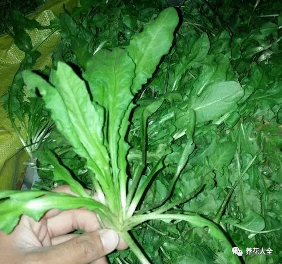 这些毒草酷似野菜不小心吃下去差点要了命