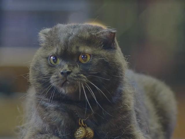 《镇魂》赵云澜的猫是什么猫?有多贵?网友:可