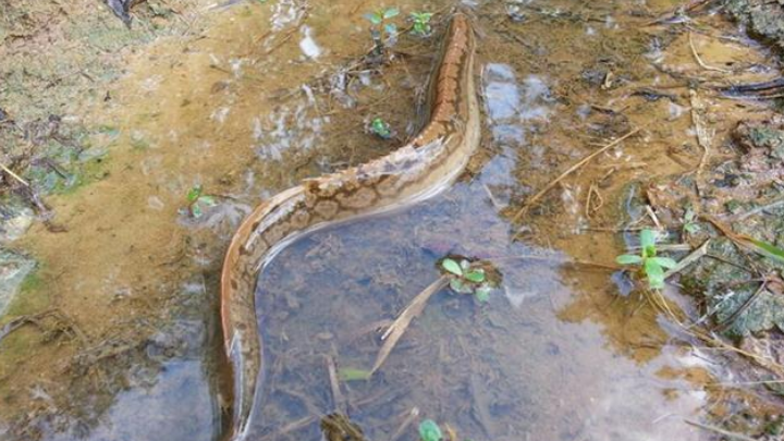 这种鱼是农村的"野味",以前看到都扔了,现在两百块一斤