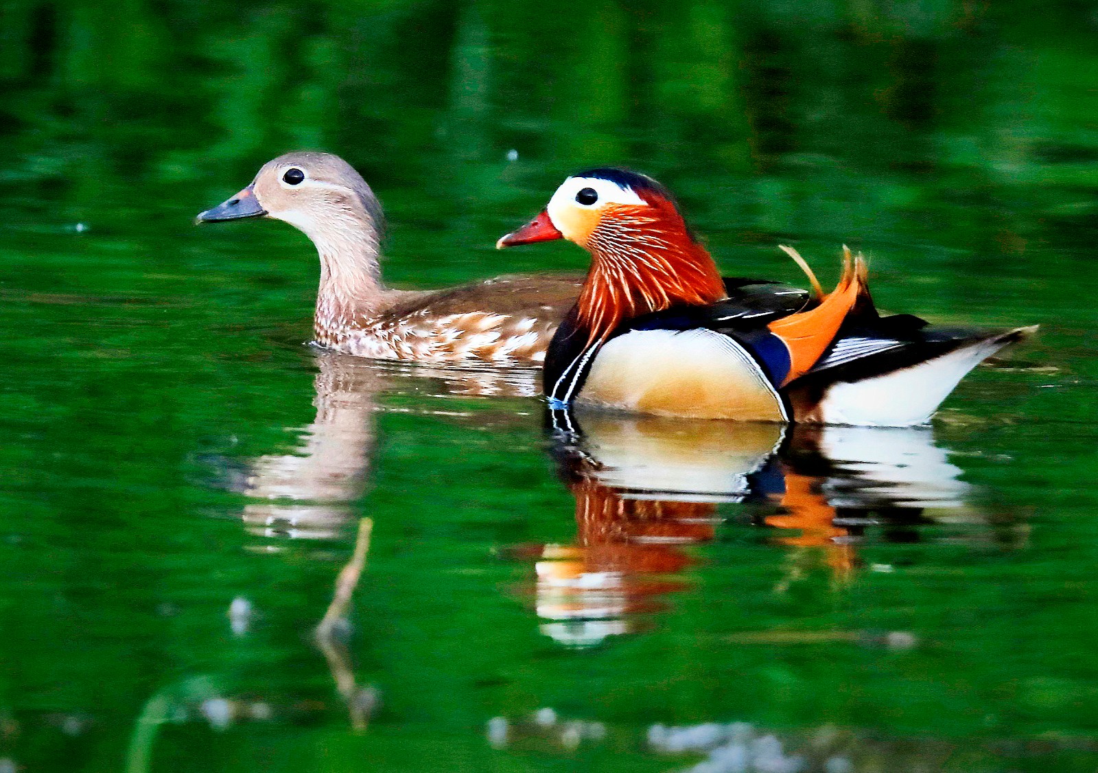 "爱情大片"惹眼,鸳鸯戏水形影不离