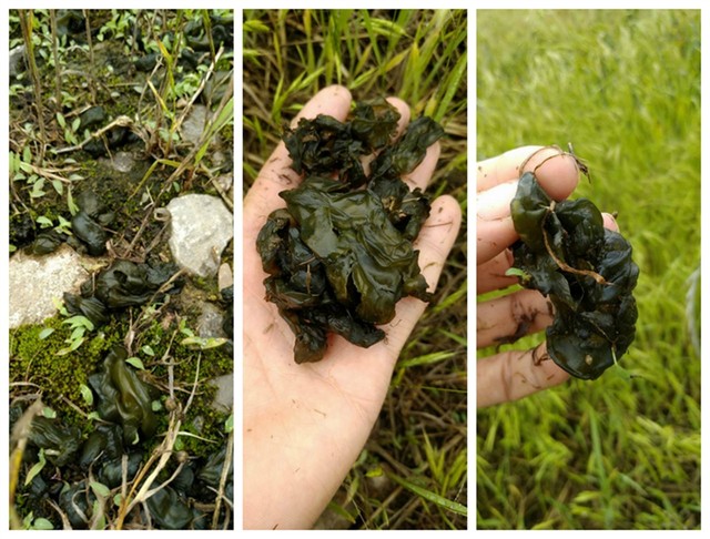 炒鸡蛋|地皮菜|盘菜_新浪新闻