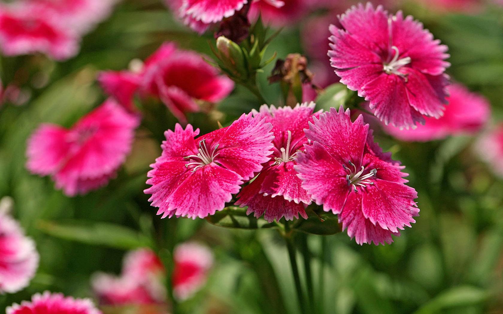 这几种植物养在阳台,好养又长得好,喜欢花的小伙伴养起来吧!