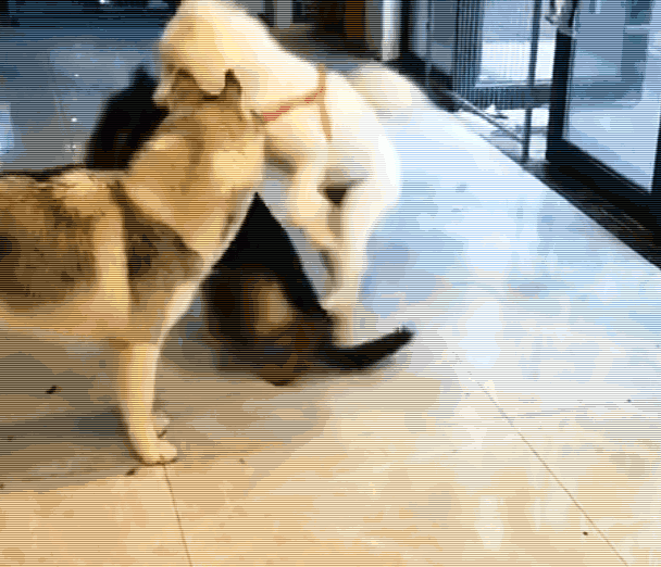 608_522gif 动态图 动图