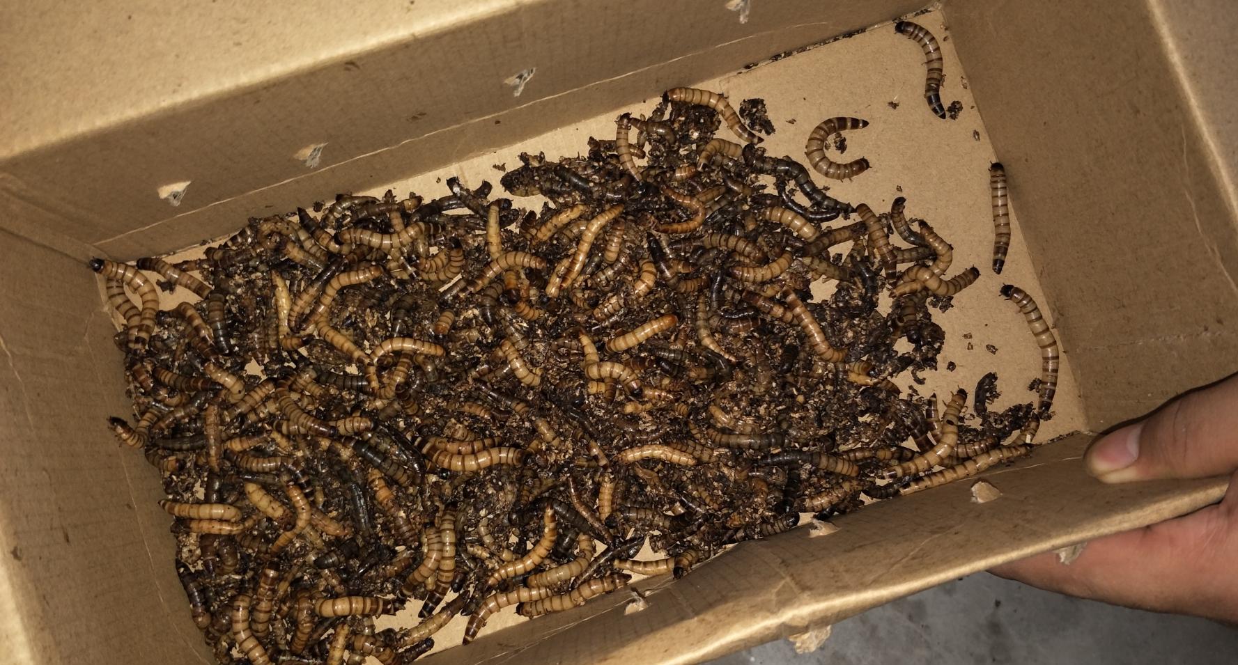 如果你收到了几千只死虫子你会咋办