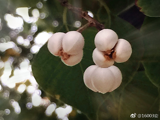 乌桕子(二)长的这么可口的样子却吃不得,简直不能忍.