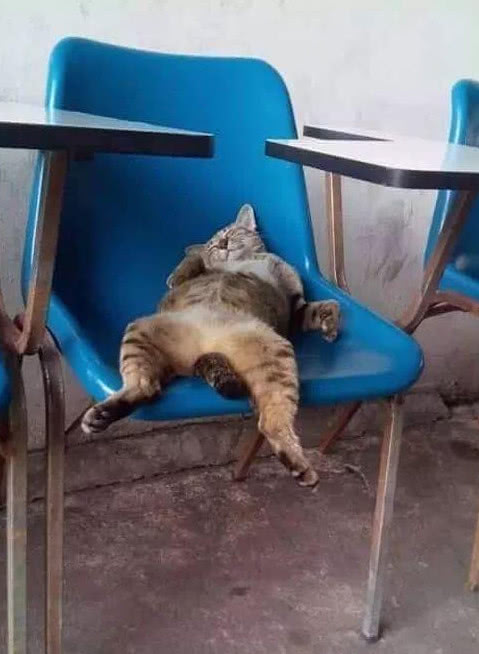 开门看见猫咪瘫在椅子上,正想过去查看情况,走近一看却气得肝疼