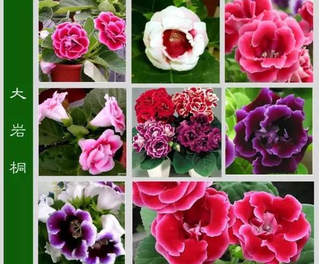 世界上最齐全的各种花从此认花不求人太珍贵了赶紧收藏