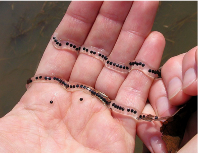 男子河边游玩,带回奇怪条状鱼卵,几天后无比悔恨!