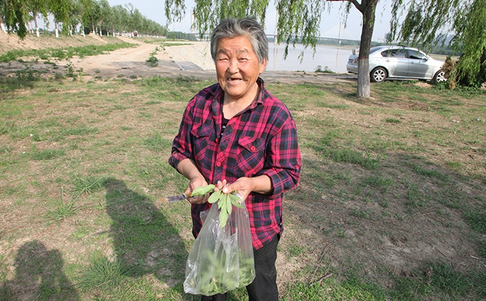 新长出的婆婆丁很嫩,这位农村老大妈说好吃,这些吃法你试过吗