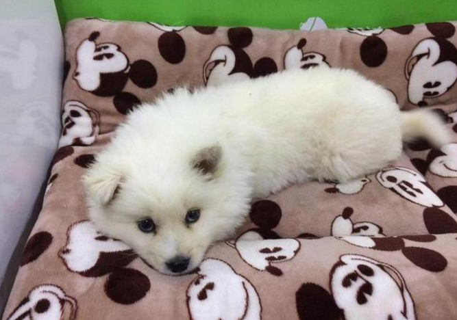 男子贪图便宜买下萨摩耶,竟发现是一只串串,这简直是血的教训!