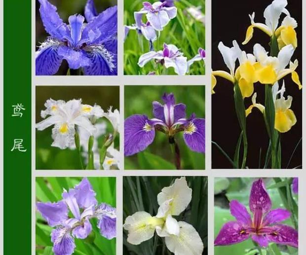 世界上最齐全的各种花从此认花不求人太珍贵了赶紧收藏