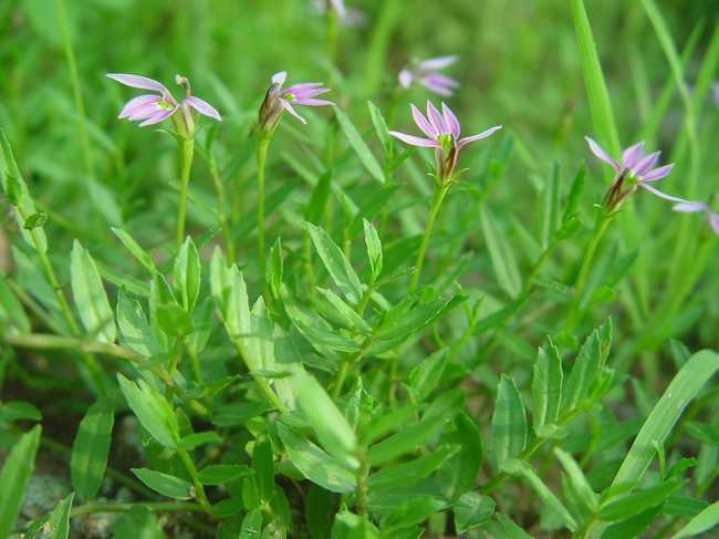 农村高营养野菜,滋补强身,祛湿消炎,乌黑头发,有钱人抢着吃!
