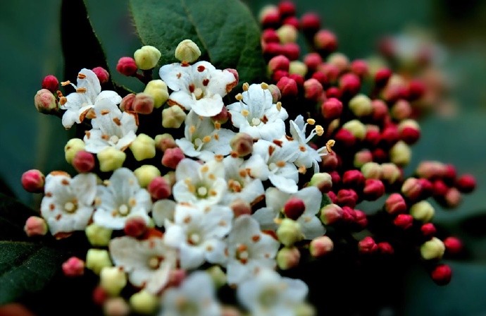 辇路缘何生秋草,上林簇簇花满枝