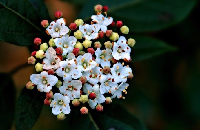 辇路缘何生秋草,上林簇簇花满枝