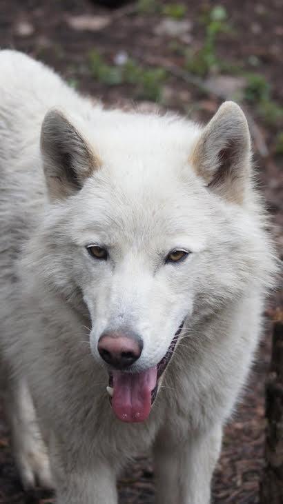 脑子一热买回混血狼发现根本不适合家养,它长大后想攻击家里的狗