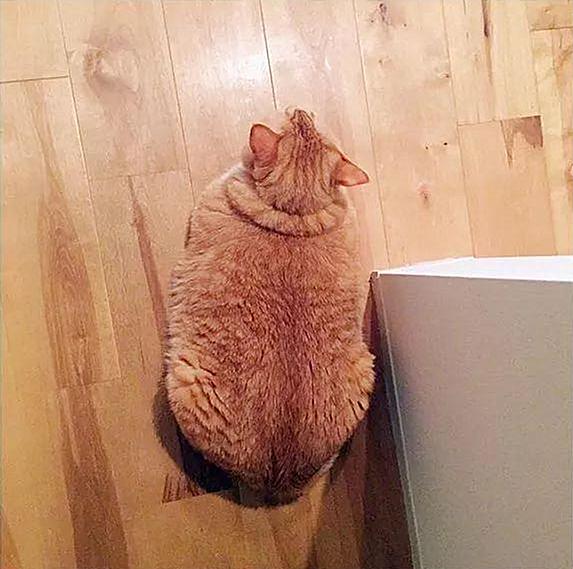 日本一只胖橘猫不走卖萌路线，凭借“沮丧脸”成为网红！|网红|日本|橘猫_新浪新闻