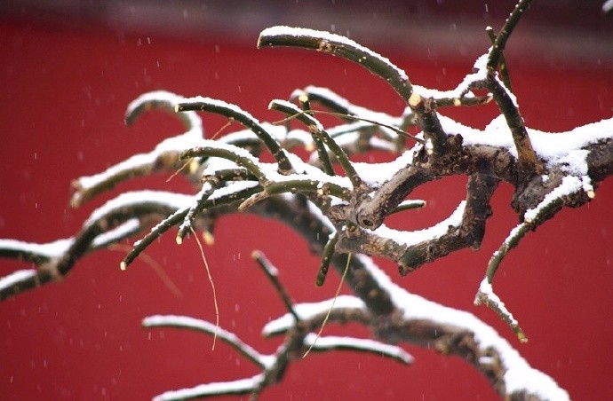 虬髯老树似卧龙,瑞雪纷纷祥云升|瑞雪|水流云在|虬枝_新浪新闻