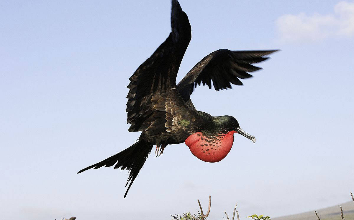 世界上速度最快的鸟,每小时400公里,飞4000公里都不用休息!