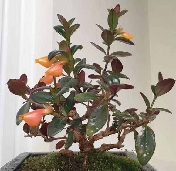 奶奶养的吊兰竟然爬满小金鱼叶子也又肥又绿