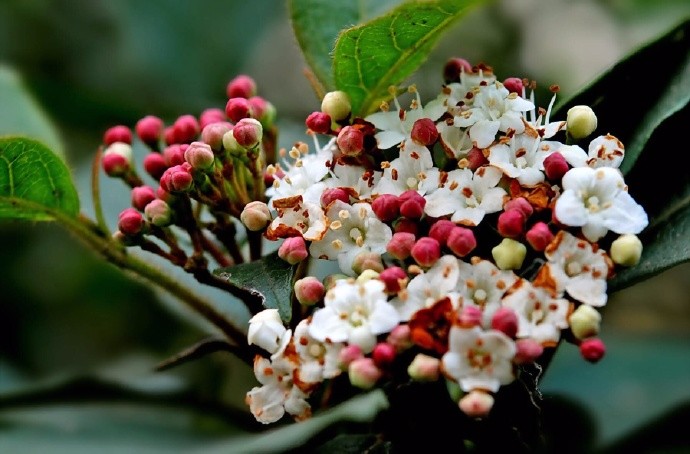 辇路缘何生秋草,上林簇簇花满枝