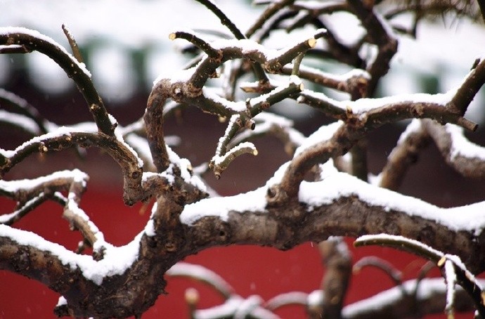虬髯老树似卧龙,瑞雪纷纷祥云升|瑞雪|水流云在|虬枝_新浪新闻