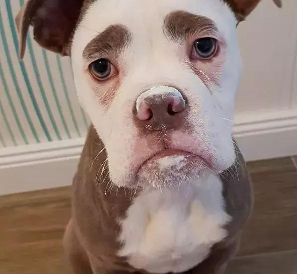 这只长眉毛的狗子证明了不开心会老的快