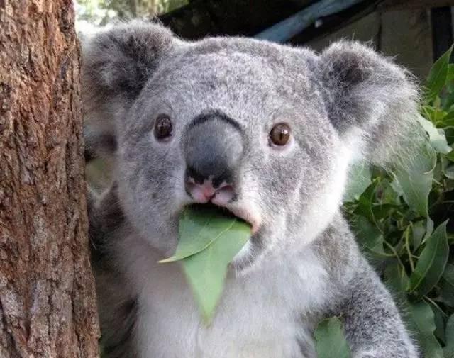 中美俄英澳国宝大比拼,为什么大熊猫稳操胜券?看完恍然大悟!