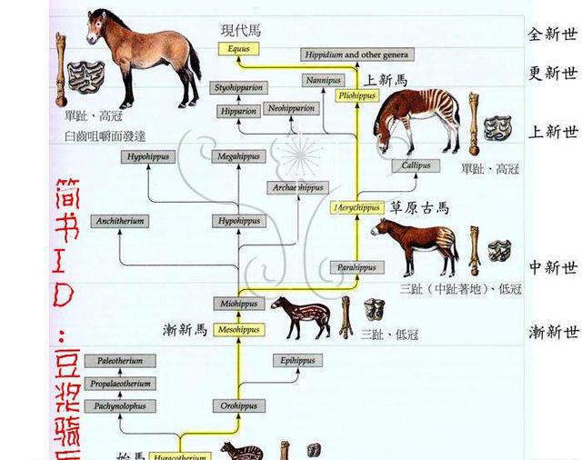 现代马的进化史,进化线很曲折