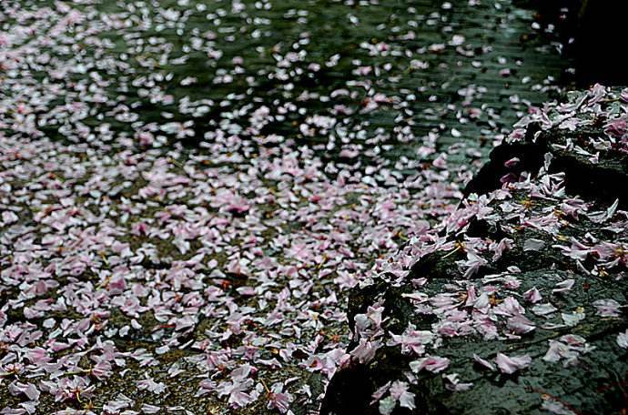 我爱山中夏,空冥花雨下.____元鹏《山中四咏》