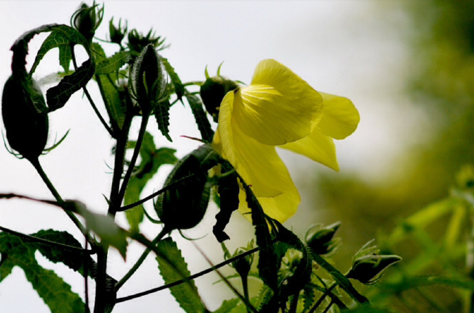 秋花最是黄葵好,天然嫩态迎秋早.