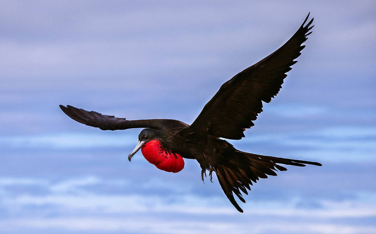 世界上速度最快的鸟,每小时400公里,飞4000公里都不用休息!