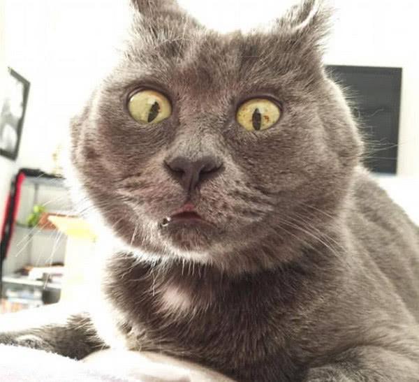 蓝猫蹲坑,忽然"啪嗒"一声,猫咪一脸绝望:铲屎的,朕要猫砂!