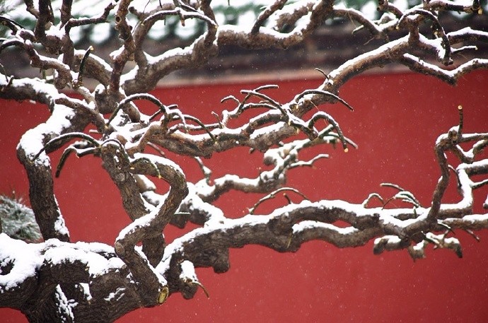 虬髯老树似卧龙,瑞雪纷纷祥云升|瑞雪|水流云在|虬枝_新浪新闻