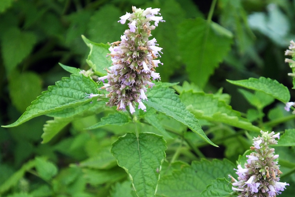 草,含一片叶子就能除口臭,还是上等高钙菜|除口臭|藿香|高钙_新浪新闻