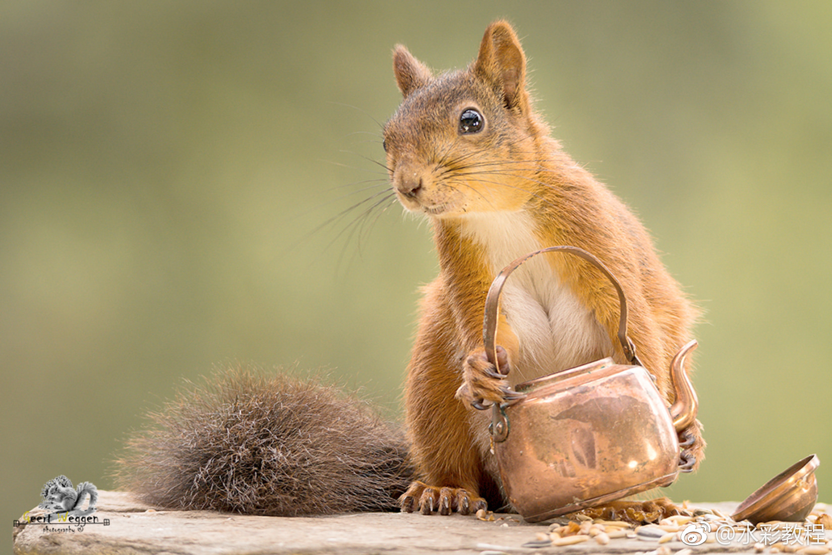 一组特别美的松鼠照片by ins: geertweggen