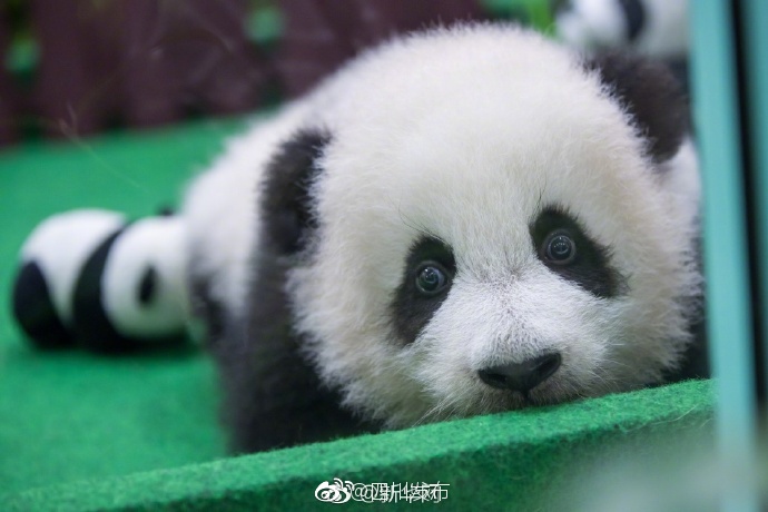 高清萌照!来看马来西亚出生的第二只大熊猫宝宝[熊猫]|马来西亚|出生|