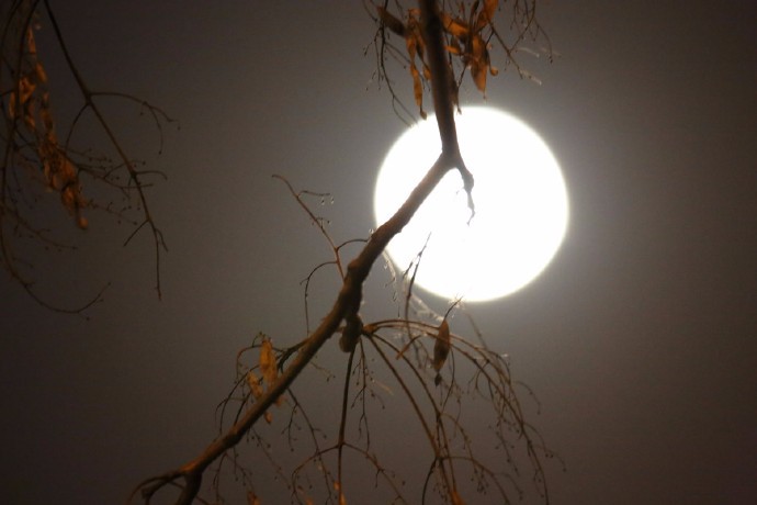 冰轮不知恨,月伴寒枝低.