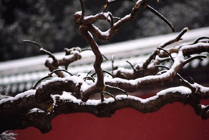虬髯老树似卧龙,瑞雪纷纷祥云升|瑞雪|水流云在|虬枝_新浪新闻