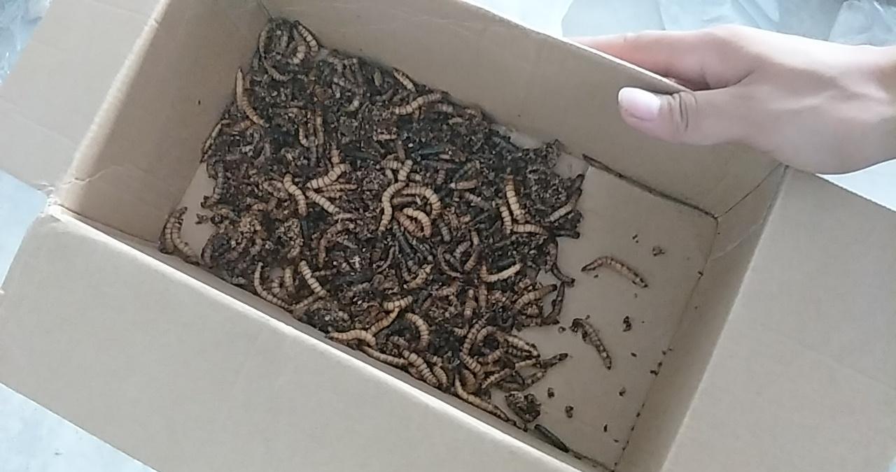 如果你收到了几千只死虫子你会咋办