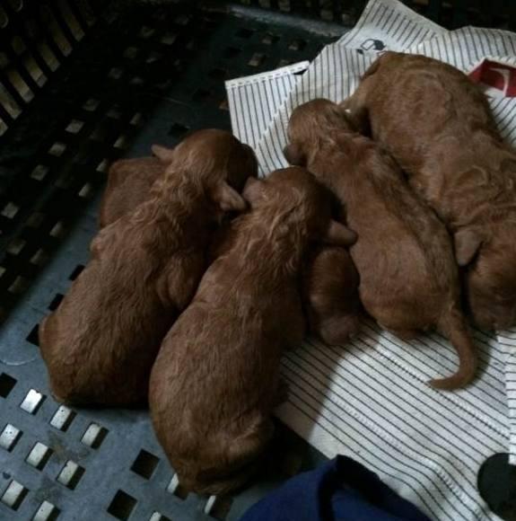 之后也是各种伺候怀孕的狗狗,没想到泰迪怀孕第53天的时候就有了生产