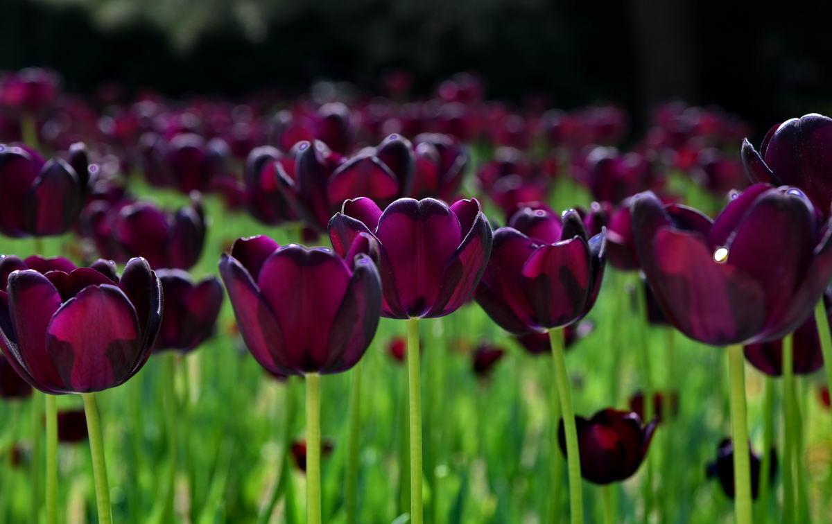 黑郁金香-艳丽得叫人睁不开眼睛, 完美得让人透不过气
